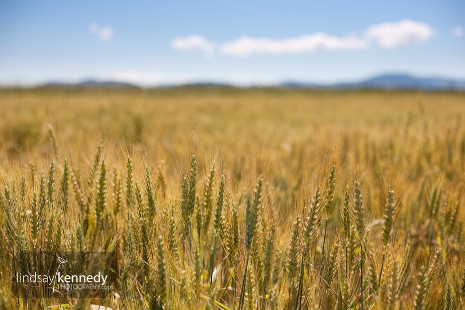 Oregon wheat field.jpg