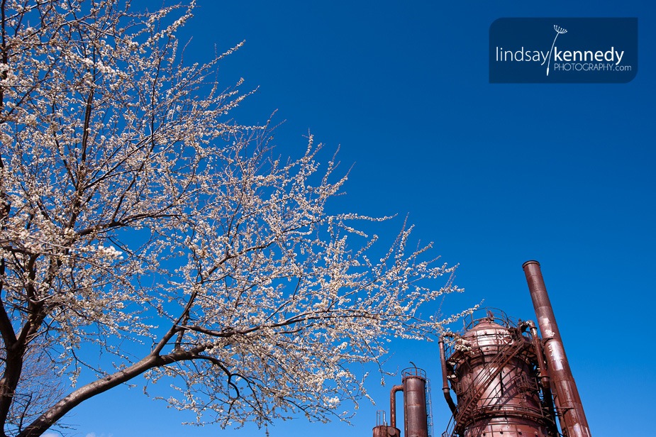 Cherry Tree Gas Works Park Seattle.jpg