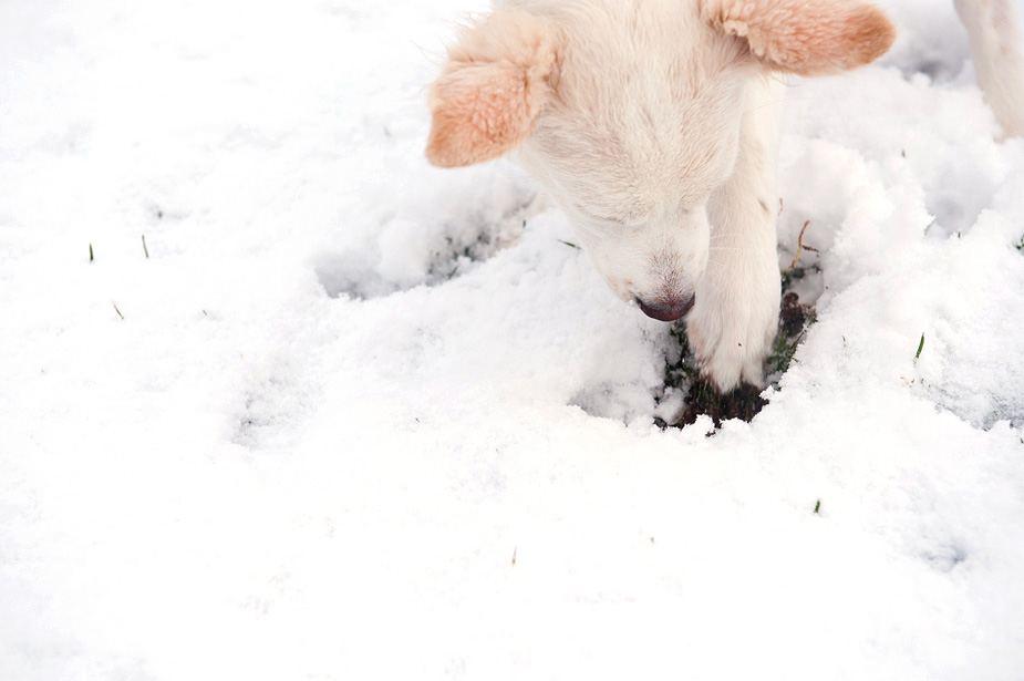 Seattle Snow6