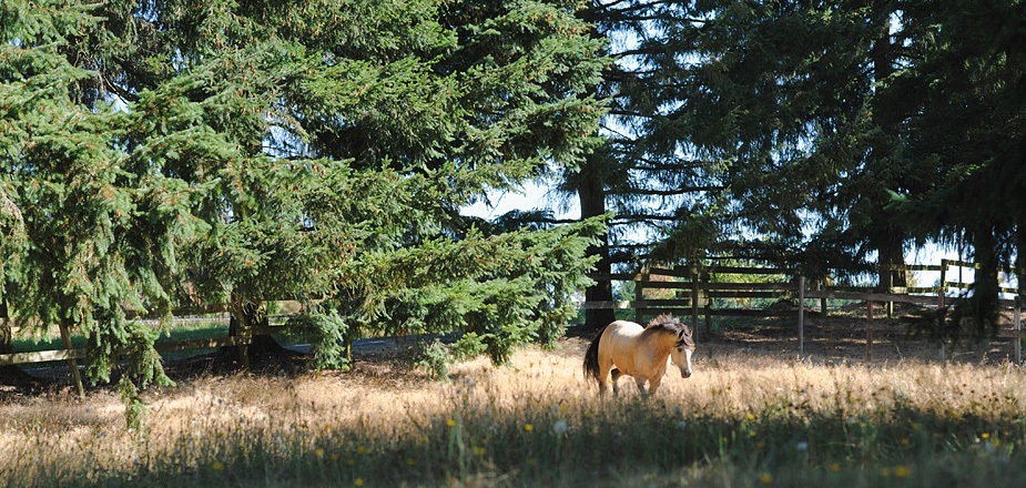 Vashon Island Lifestyle Photographer21